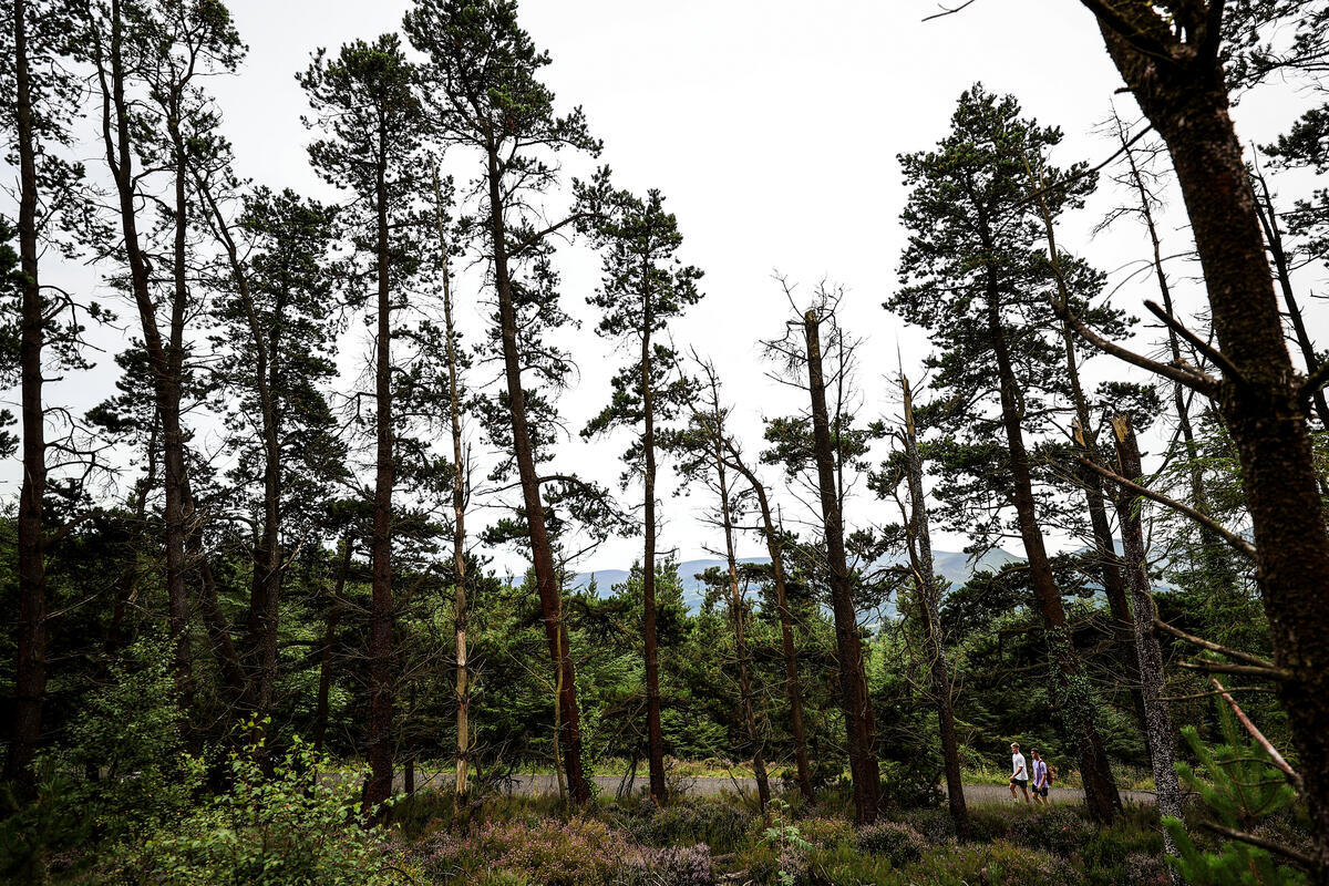 Glen of Aherlow, Ballinacourty Loop, Trail, Co Tipperary